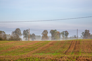 Sprouts of young barley or wheat that have just sprouted in the soil, dawn over a field with crops and fog in the distance