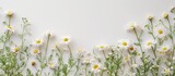 Chamomile and daisy flower buds in a white background with a blank frame for creativity. Representing a creative lifestyle, with a summer and spring concept. Flat lay and top view available.