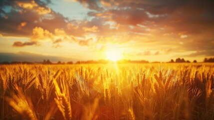 Wall Mural - Sunset over golden wheat meadow with sun rays