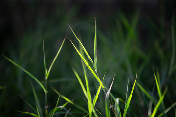 Wall Mural - Green grass with dew, shallow depth of field. Spring background