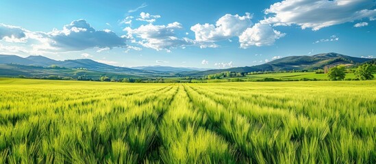 Wall Mural - Green Fields Under a Blue Sky