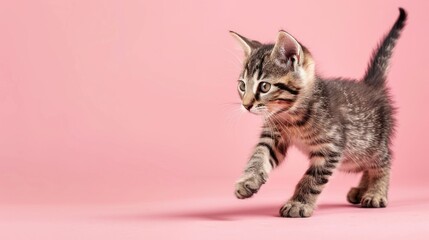 Poster - Kitten with tabby markings playing on pink background on web banner with copy space