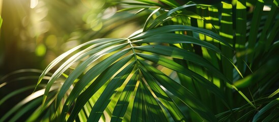 Wall Mural - Engaging and Natural Description of a Tropical Palm Leaf in Sunlight and Shadow