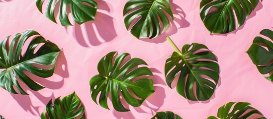 Sticker - Monstera leaves on a pink backdrop with a tropical theme captured in a flat lay, viewed from the top.