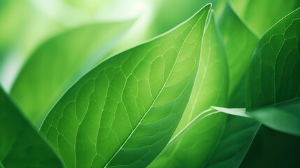 Wall Mural - abstract green leaf texture