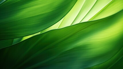 Wall Mural - abstract green leaf texture