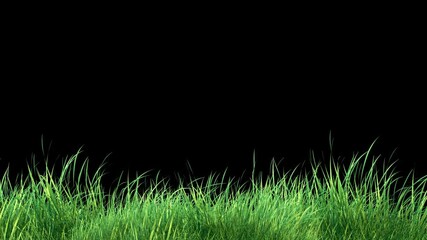 Wall Mural - grass wind noise loop and continue copy place on alpha channel. element footage place on footage or 