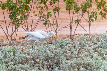 Canvas Print - Western cattle egret (Bubulcus ibis) in winter plumage hunting for insects.