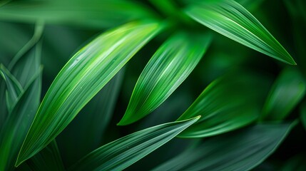 Closeup leaf texture.