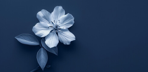 Wall Mural - Abstract black and white flower with copy space on dark blue background. Minimalistic concept of nature, beauty and tranquility. Black and White Abstract Flower


