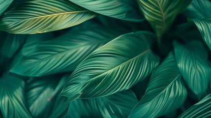 Closeup leaf texture.