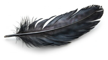  A black feather on a white background, clipped