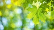 © The 2R Artificiality - Maple leaf with green color and blurred background in spring