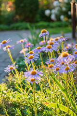 Wall Mural - blue daisy in the garden