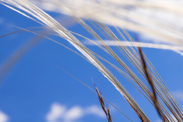 Poster - Feather grass straws against a blue sky