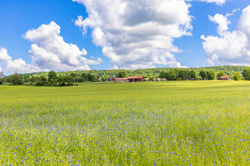 Poster - Rural landscape view with a farm and a flowering field