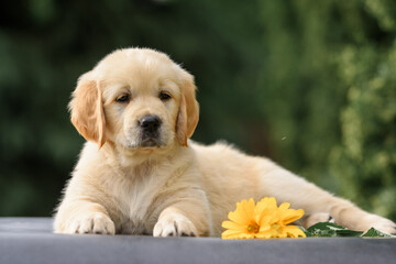 Wall Mural - small newborn puppy 1 month old golden retriever labrador in a basket with a bouquet of flowers of peonies and bells. Happy Birthday Card