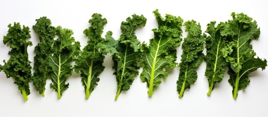 Poster - Fresh kale leaves arranged with a white background for copy space image.