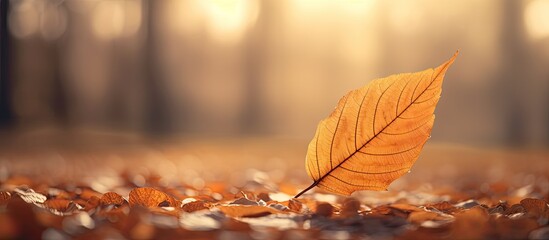Fototapete - A picturesque autumn scene depicting a sunlit dry leaf on a blurred backdrop, set as a wallpaper with a cinematic tone and copy space image.
