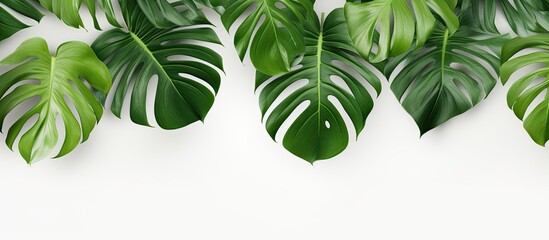 Leinwandbilder - Top view of Monstera leaves in summer on a white background with available copy space image.