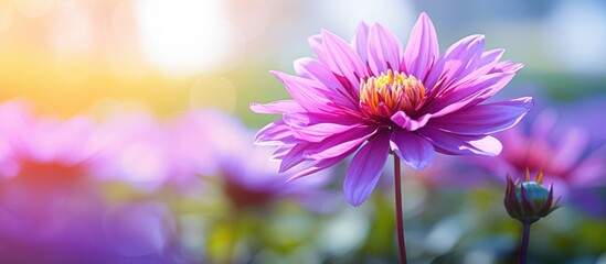 Canvas Print - vibrant flower with a blurred background offers copy space image.
