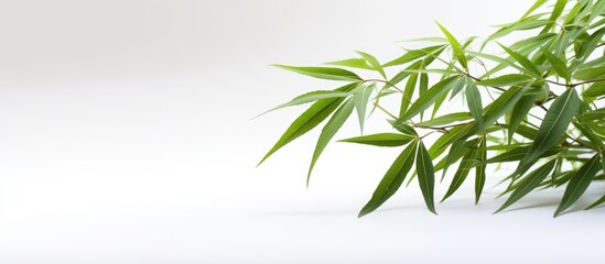 Poster - Isolated bamboo leaf on white background to focus on the subject with copy space image.