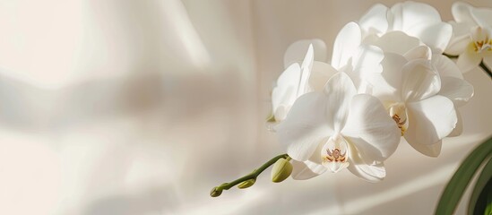 Poster - Close-up of a white orchid flower on a light background, perfect for copy space image.