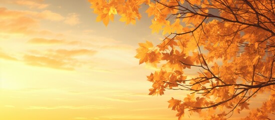 Wall Mural - Scenic autumn backdrop with a maple tree's yellow leaves against a sunset sky, ideal as a web banner or wallpaper with room for text in the image. with copy space image