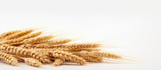 Stack of wheat on a white background, providing copy space image.