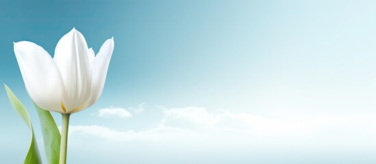 Poster - Spring background features a white tulip with copy space image for your design.