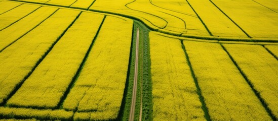 Leinwandbilder - An aerial perspective captures vibrant rapeseed fields with tractor tracks creating geometric patterns below, creating an ideal copy space image.