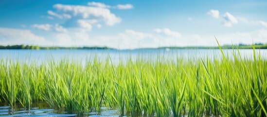 Fototapete - Landscape photo with selective focus on marshland, showcasing grass field against a blue sky with copy space image.