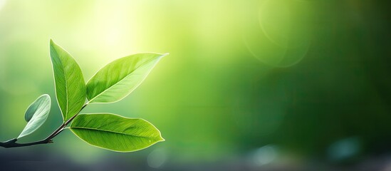Fototapete - A close-up image of a green leaf against a blurred garden backdrop, providing ample copy space for a nature-themed design.
