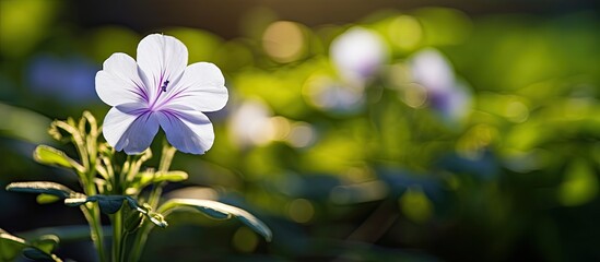 Wall Mural - A close-up image of a small white and purple flower illuminated by sunlight, with natural green plants in the background, suitable for use as an ecology-themed wallpaper with copy space.