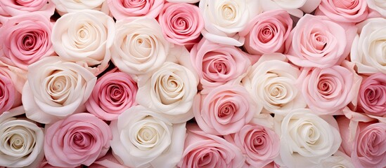 Canvas Print - close-up shot of pink and white roses with a blank area for text or image insertion. with copy space