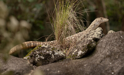 lizard on the rock