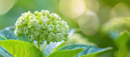 Poster - Selective focus image of a hydrangea bud blooming in the summer park with copy space image.