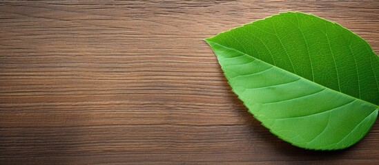 Aufkleber - Sugar tree green leaf seen from above with a wooden surface underneath - great for copy space image.