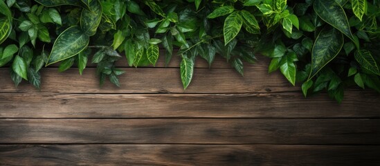 Poster - Wooden background overlaid with lush green leaves - ideal for copy space image.