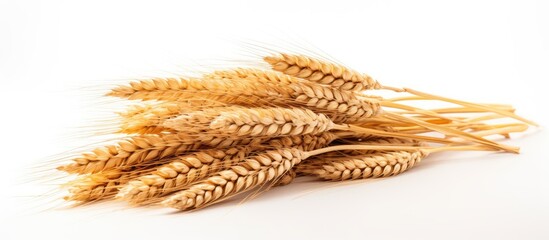 Fototapete - Stack of wheat on a white background, providing copy space image.