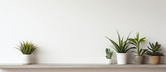 Fototapete - Interior of a white home adorned with houseplants displayed on a wooden shelf, creating a serene atmosphere within the copy space image.
