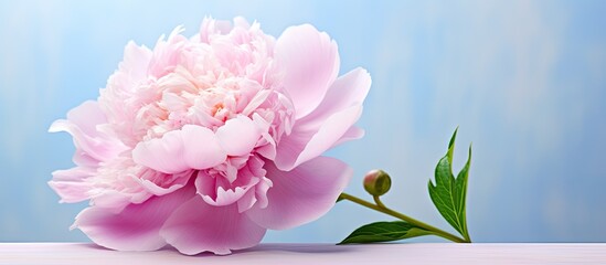 Aufkleber - Macro shot of a pink peony flower in bloom with ample copy space image.