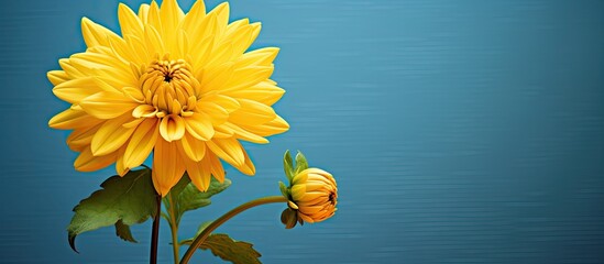 Wall Mural - A beautiful flower in vibrant yellow color with copy space image available.