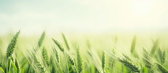 Fototapete - Scenic green barley field with a blank area for text or images - copy space image.