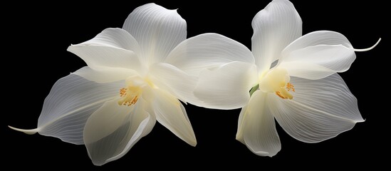 Poster - Two delicate white orchid petals with copy space image.