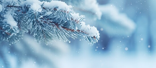 Poster - Snow-covered pine tree branches creating a picturesque winter scene with a blurred background; a lovely winter nature copy space image.