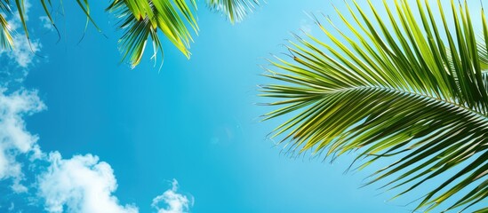 Poster - Palm leaves create a scenic tropical backdrop with a clear blue sky providing ample copy space image.