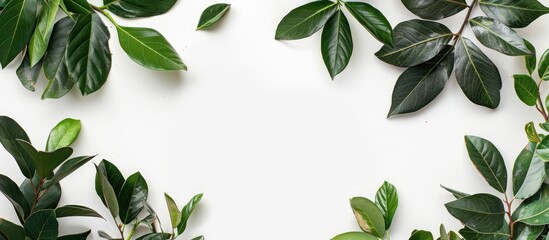 Poster - Top view of green magnolia leaves, twigs, and plants against a white backdrop, with copy space image for a flat lay composition.