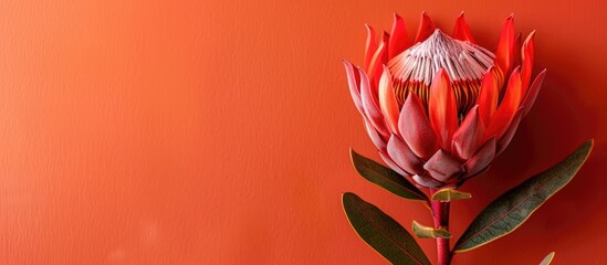 Aufkleber - Close up of a stunning red protea flower against an orange backdrop with ample copy space image.