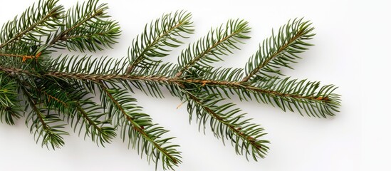 Horizontal copy space image featuring a Christmas tree branch on a white background.